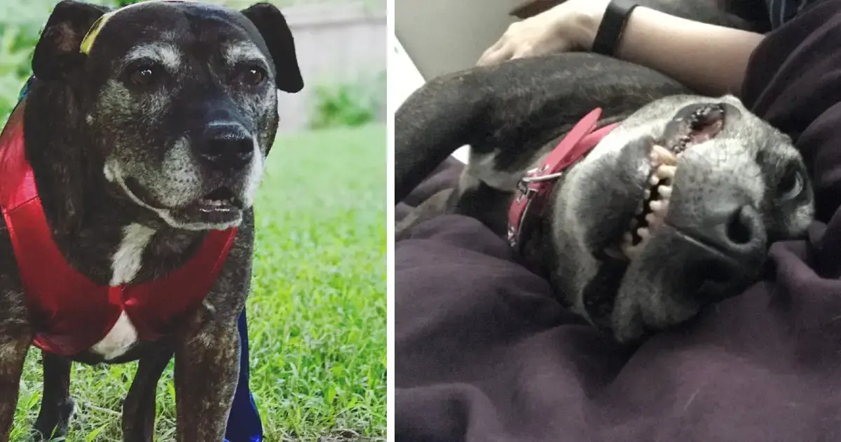Family Provides Loving Home to Senior Shelter Dog