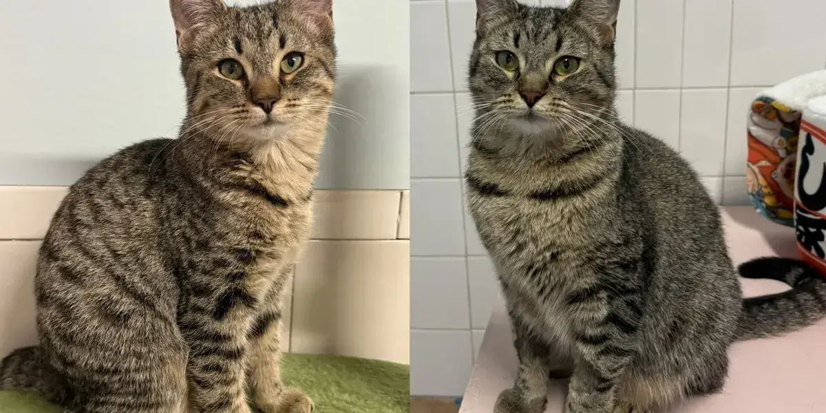 Feline Family Abandoned in Bird Cage, Two Sisters Await Homes