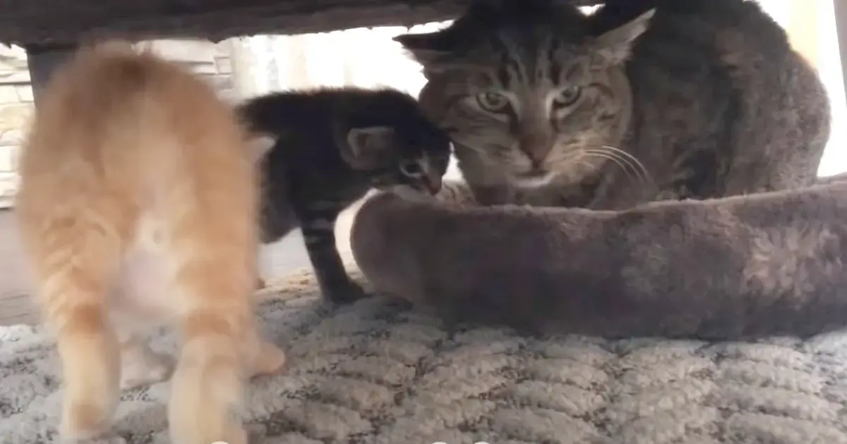 Feral Cat’s Heart Softens With Newborns