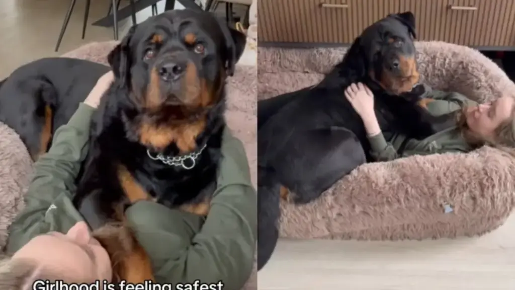 Giant Dog's Embrace Offers Unexpected Comfort