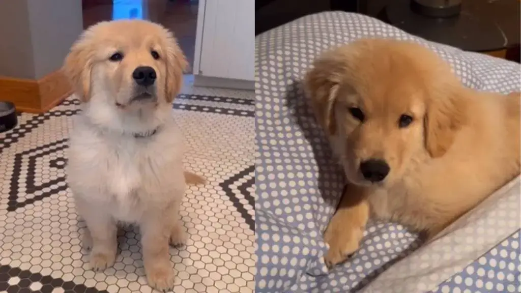Golden Retriever Puppy Claims Dad's Bed While He's Away