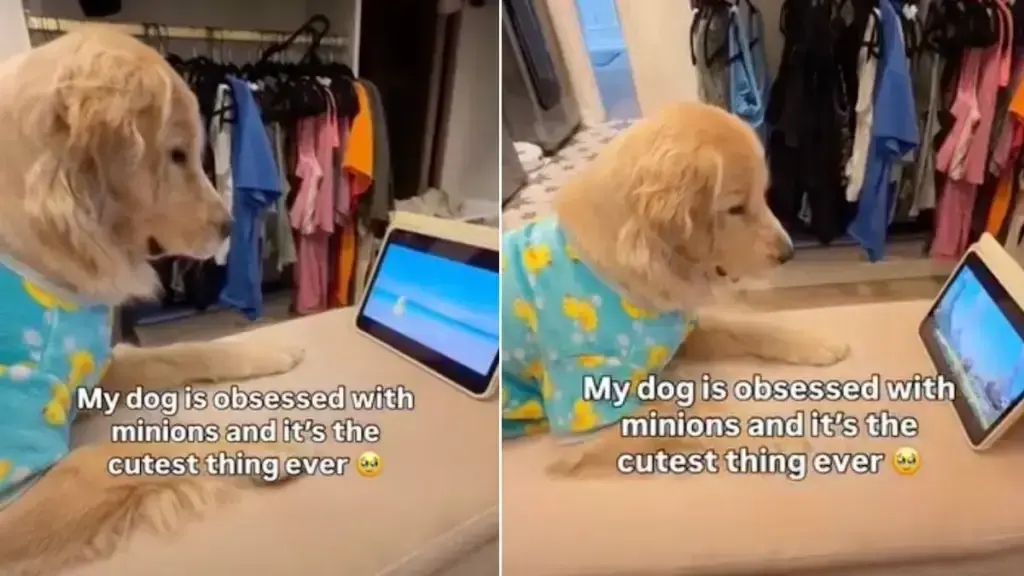 Golden Retriever Stays Focused During Favorite Cartoon Session