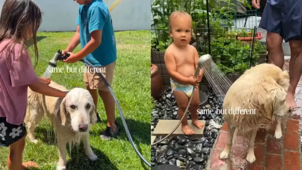 Golden Retriever’s Backyard Shower Sparks Nostalgia and Heartfelt Reactions
