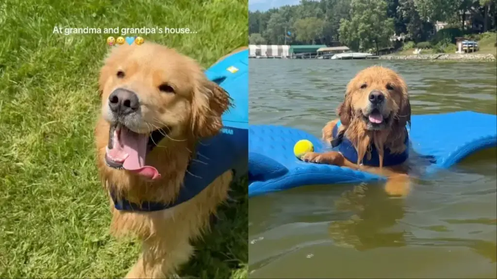 Golden Retriever's Grandparent Visit Becomes an Adorable Viral Sensation