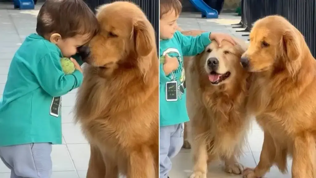 Golden Retrievers Show Gentle Patience with Toddler and Toy