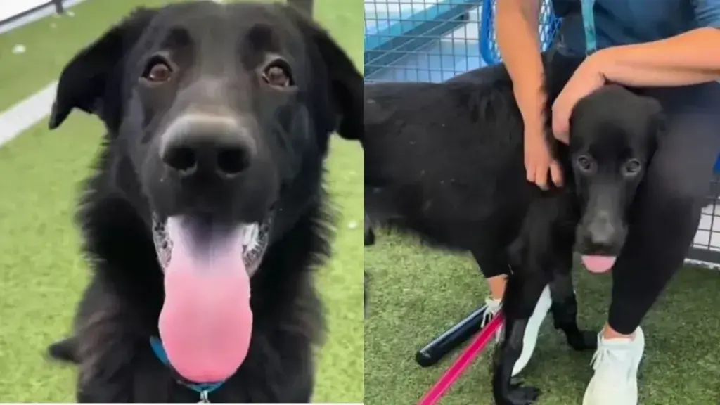 Heartbreak for Shelter Dog Left on Street After Car Ride