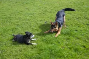 How Dogs Talk Without Words