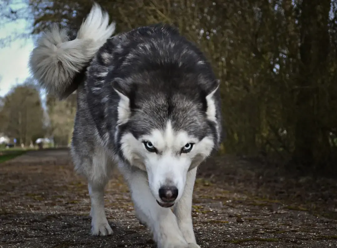 Husky's Tantrum: Left Alone for Just 10 Minutes
