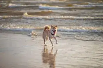 Independent Dog Breeds That Thrive on Space and Freedom