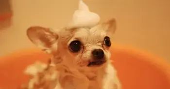 Keeping Your Canine Clean: The Importance of Quality Dog Shampoo