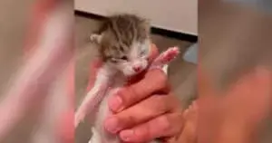 Life-Changing Encounter with Tiny Kitten