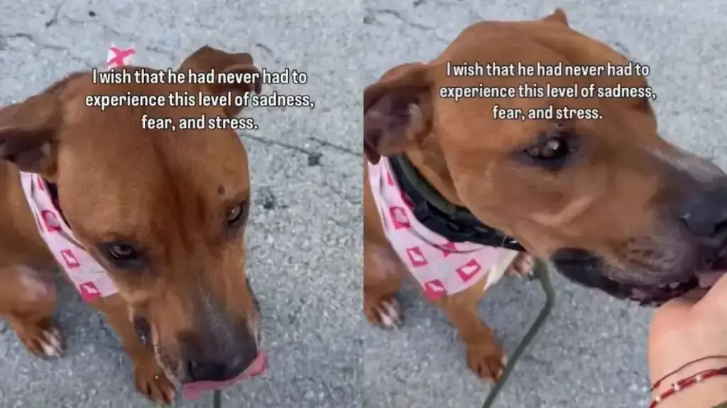 Long-Term Shelter Resident Struggles to Find a Forever Home