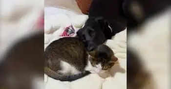 Loving Cat Helps Foster Dog Heal