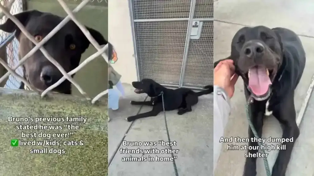 Loyal Dog Abandoned by Family at Shelter