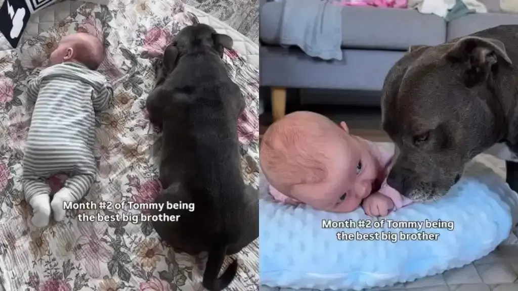 Loyal Dog Becomes Devoted Guardian to New Baby