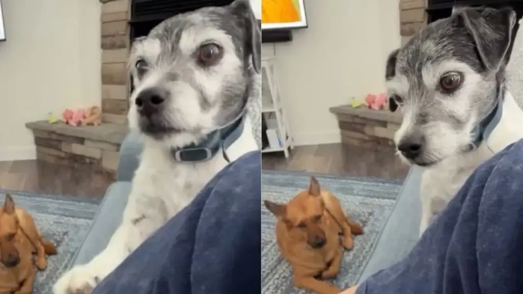 Loyal Dog Comforts Owner Despite Being Denied Affection