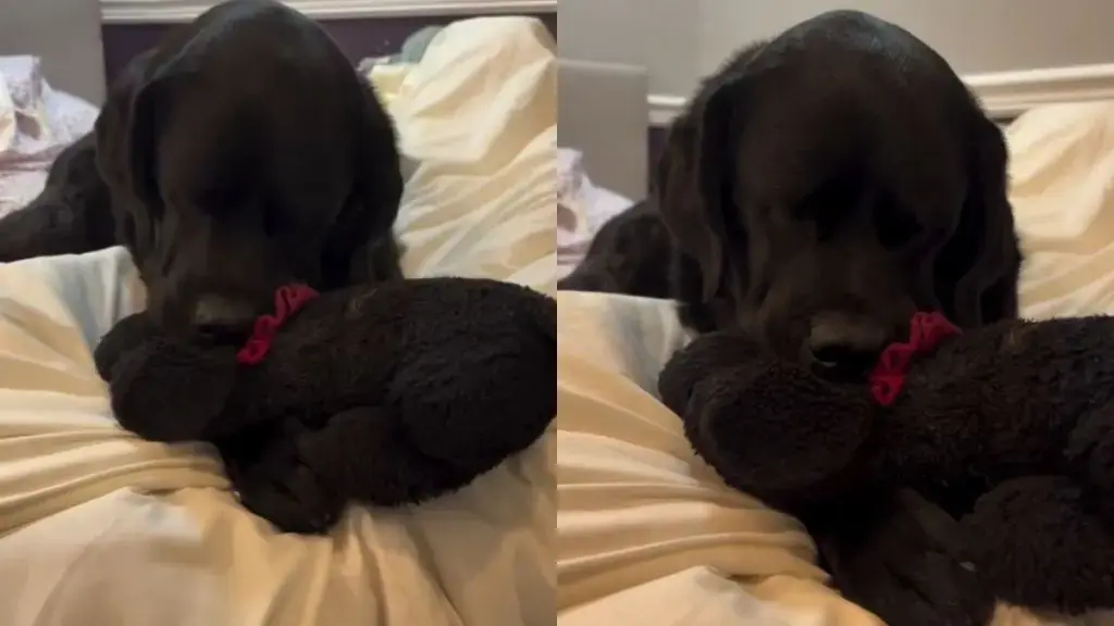 Loyal Labrador Refuses Bedtime Without Cherished Toy