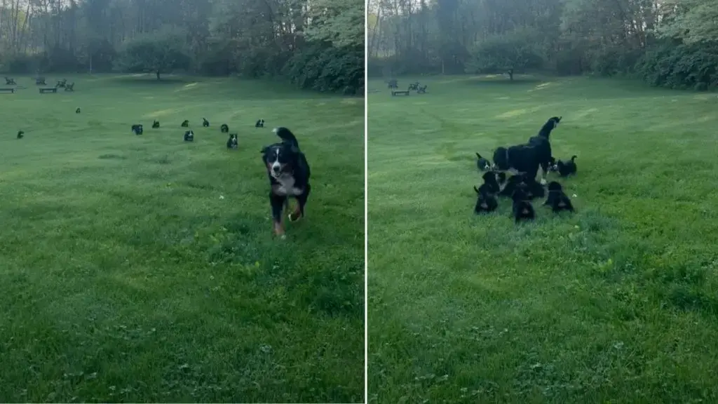 Mama Dog's Great Escape Foiled by Adoring Puppies