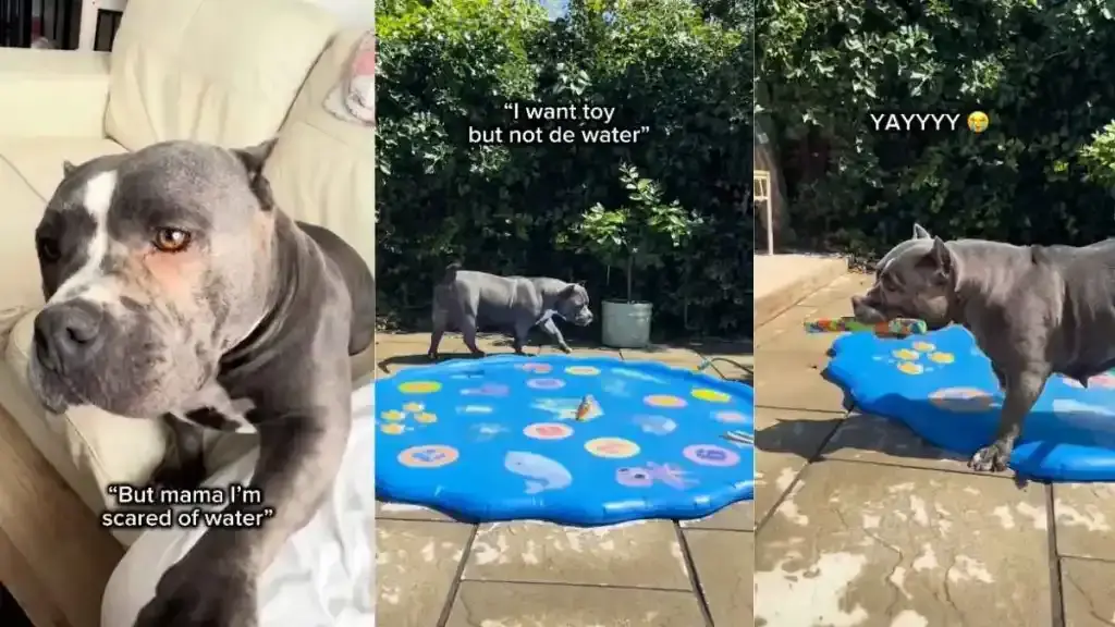 Mama Rescue Dog Faces Fears