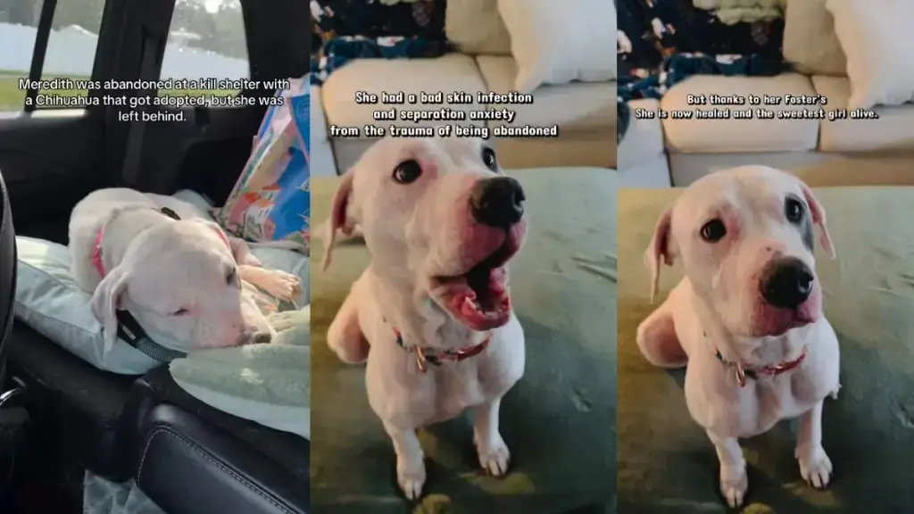 Meredith's Journey From Abandonment to Hope