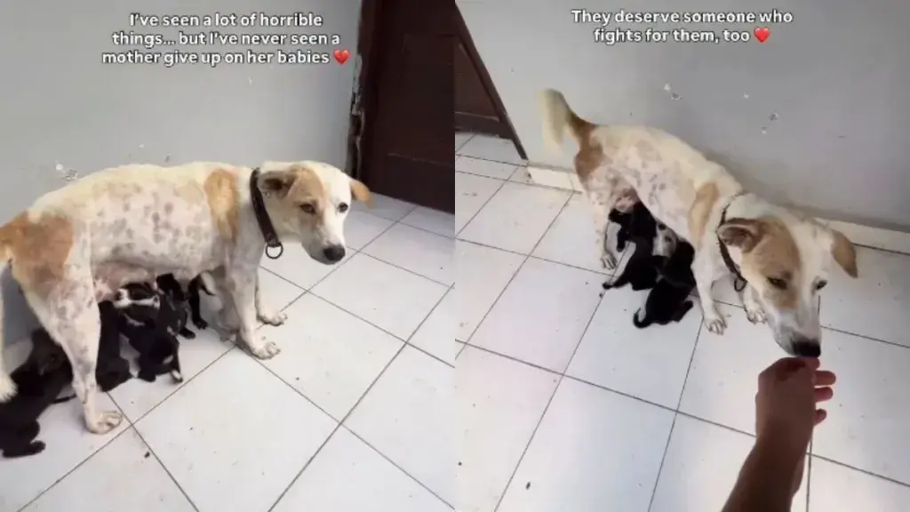Mother Dog's Devotion in Shelter Moves Onlooker