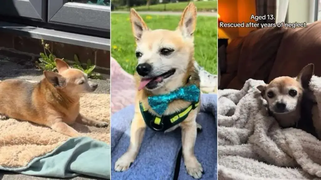 Neglected Senior Dog's Life Transformed by Love