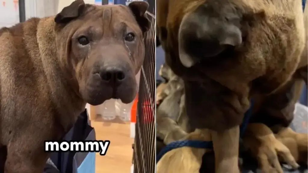 New Mother Dog Cuddles Pups After Dramatic Rescue