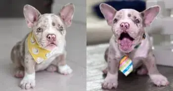 One-Eyed Puppy Seeks Forever Home