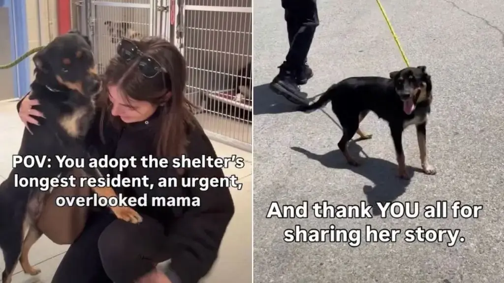 Overlooked Mom Dog Finally Finds a Home After Months in Shelter