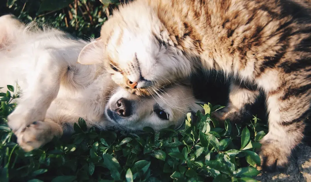 Pets' Final Moments Reveal Heartbreaking Truth