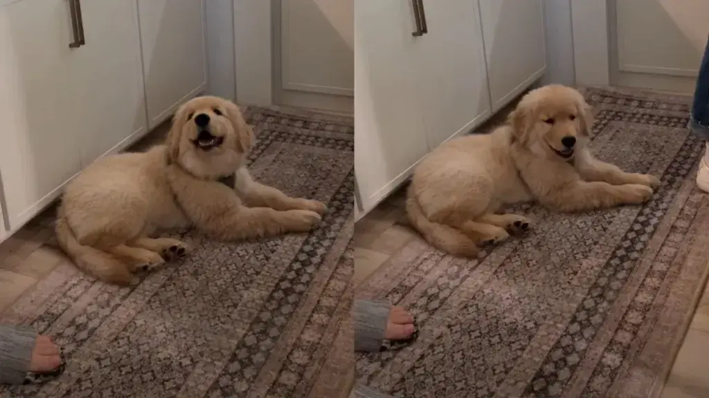 Puppy's Joy Lies in Being Included
