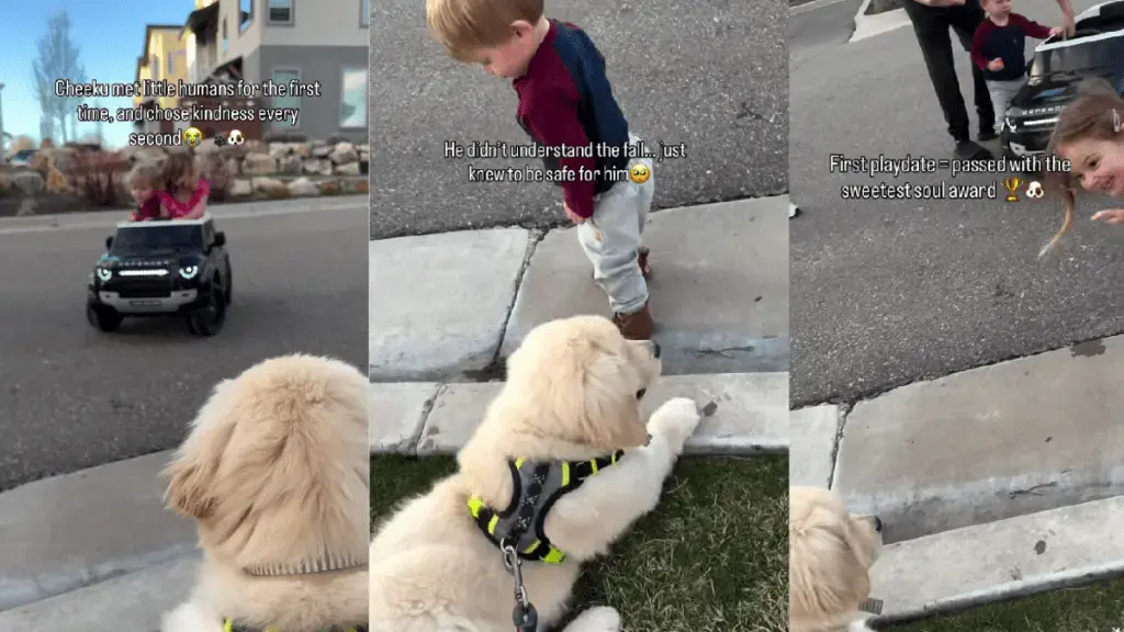 Puppy's Unexpected Reaction to Toddler's Fall