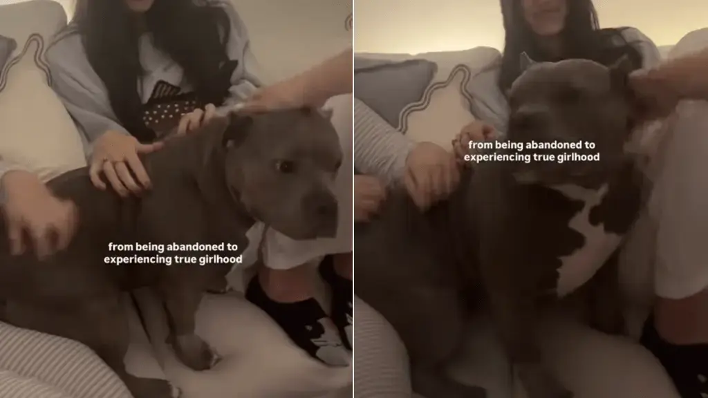 Rescue Dog Embraces New Life After Being Abandoned