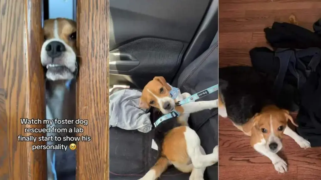 Rescue Dog Finds Joy After Lab Life