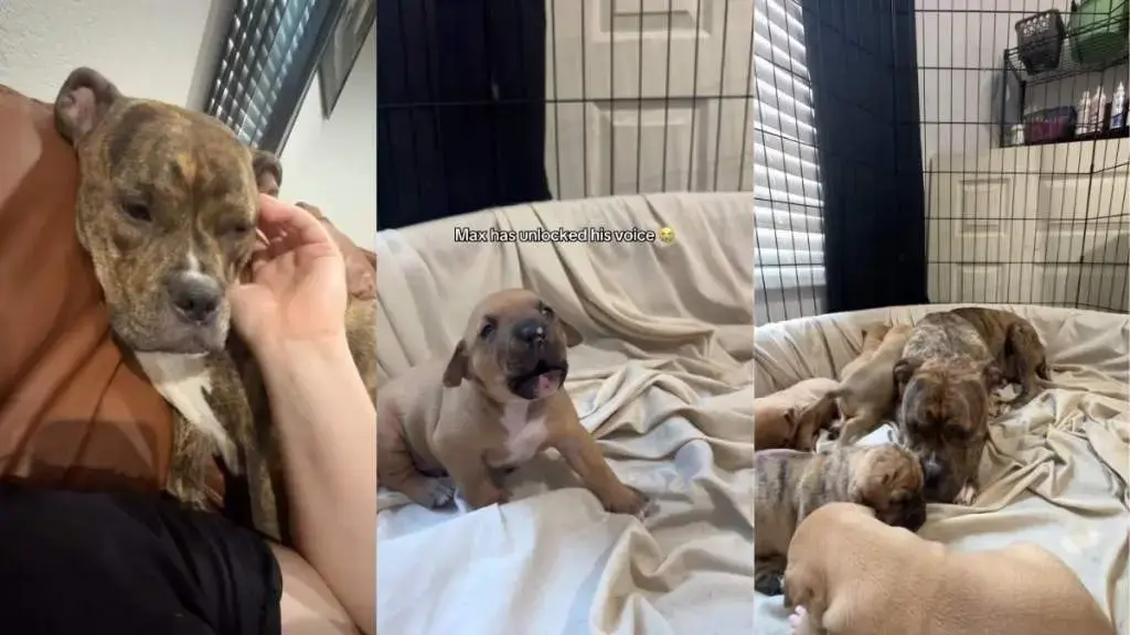 Rescue Dog Kiara Ditches Cuddle to Check on Crying Baby