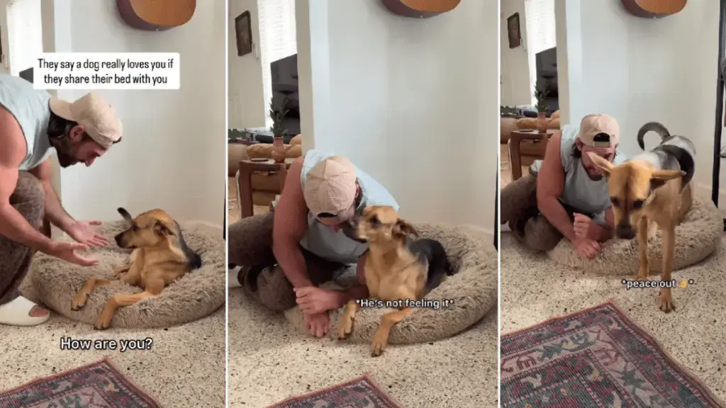Rescue Dog Shares Bed with Dad, Showcases Heartwarming Bond