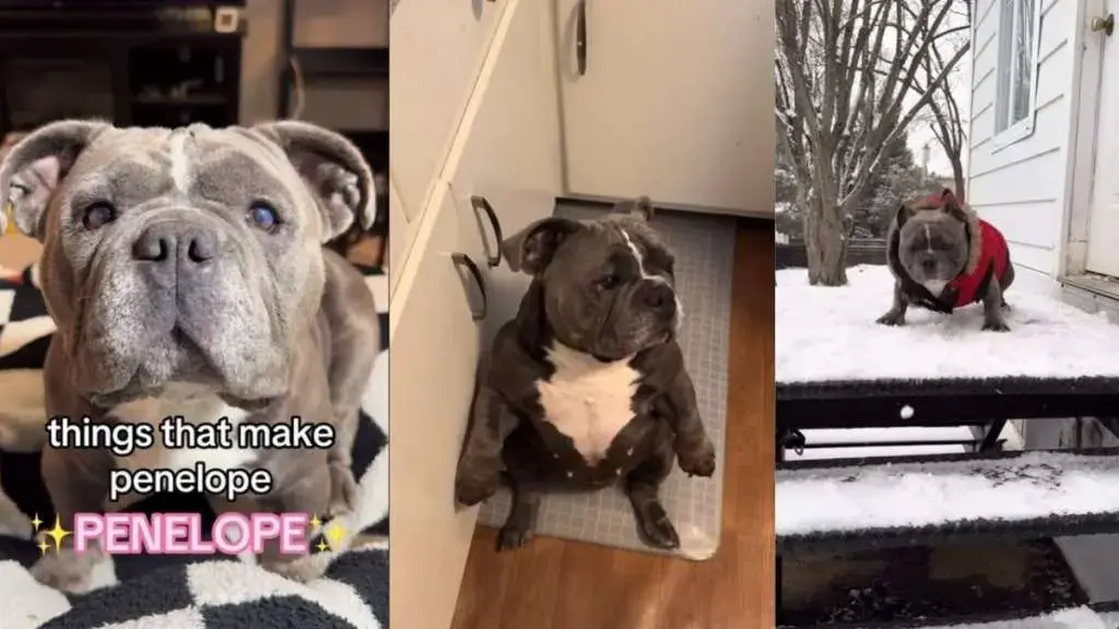 Rescue Dog Steals Hearts with Quirky Sitting Pose