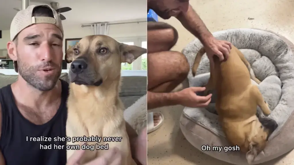 Rescue Dog's First Bed Brings Joy