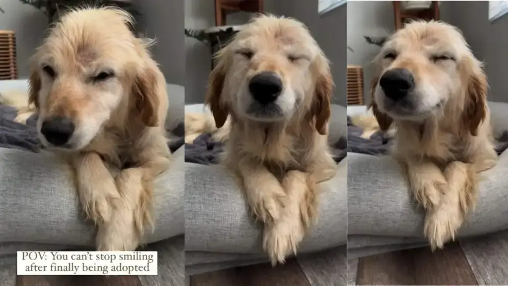 Rescue Dog's First Day Delight