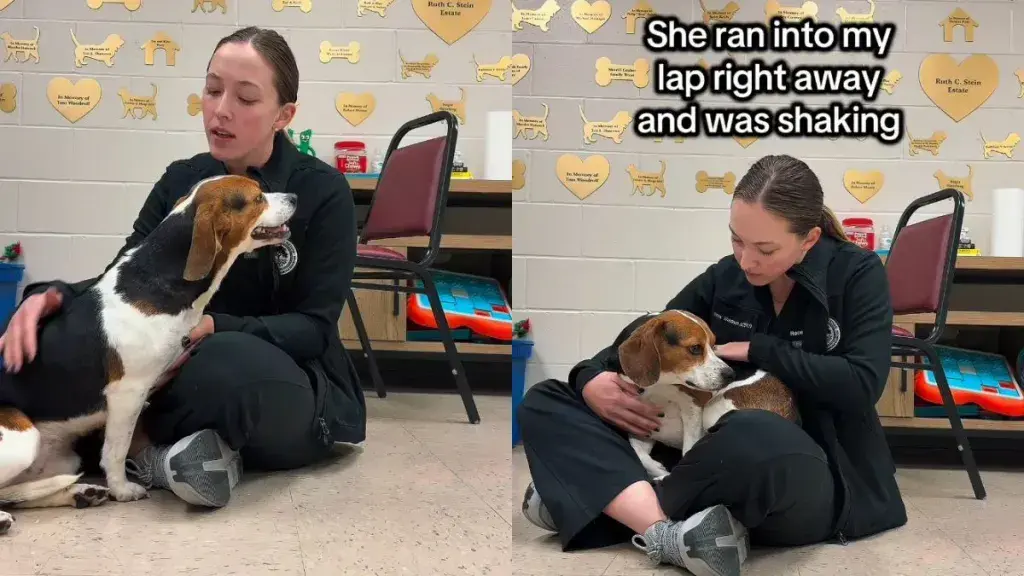 Rescue Dog's Tears Reveal Deep Emotional Pain