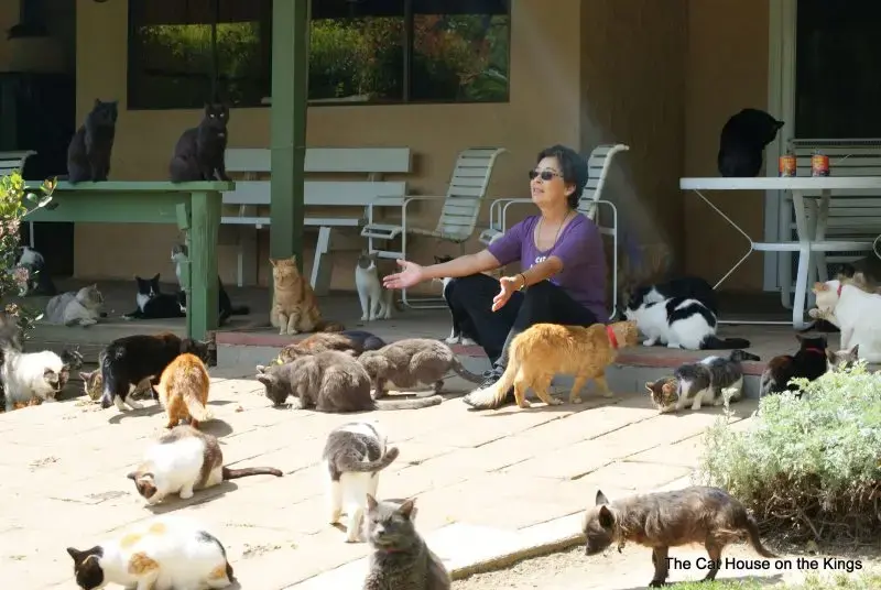 Retirement Home Transforms into California’s Largest No‑Cage Cat Sanctuary