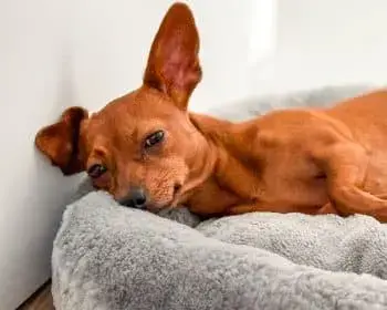 Selecting the Ideal Bed for Your Canine Companion