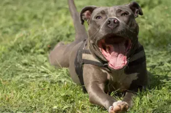 Senior American Staffordshire Terriers Benefit from Targeted Nutritional Support