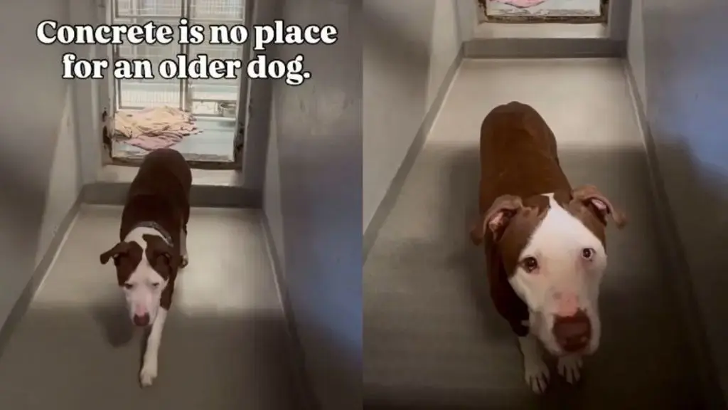 Senior Dog Waits for Home