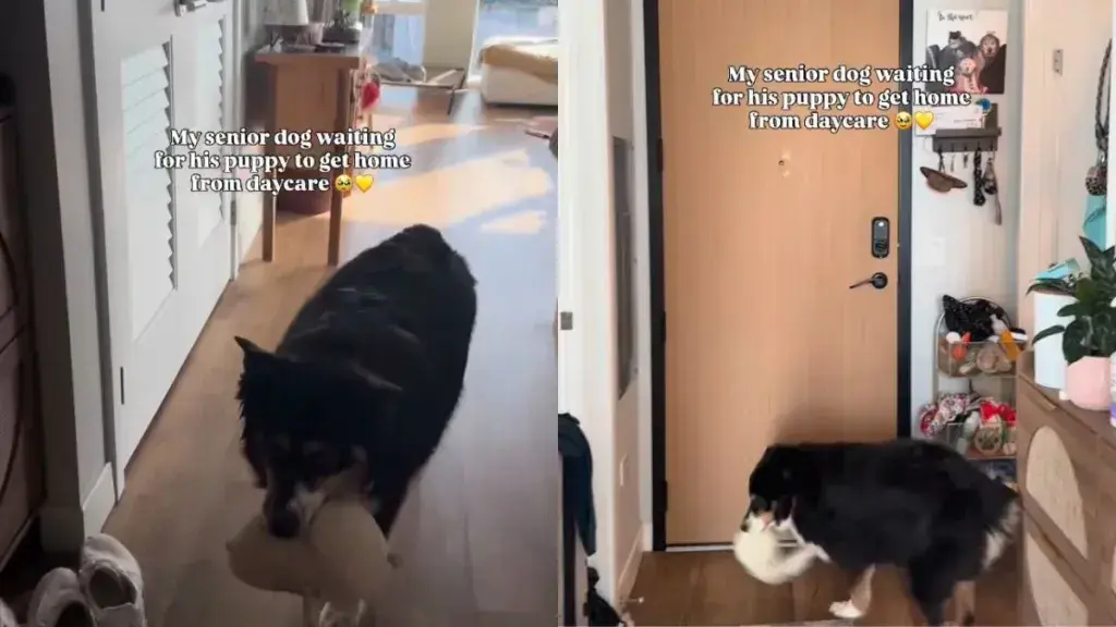 Senior Dog Waits with Toy for Puppy's Return