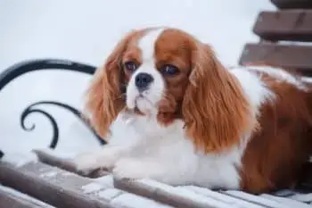 Sensitive Souls: Dog Breeds That Feel Deeply