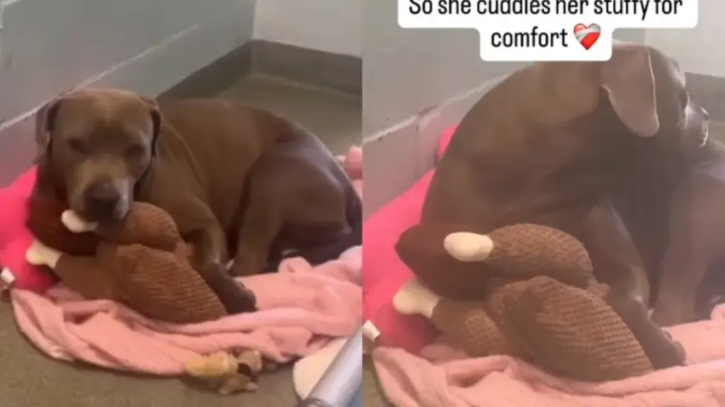 Shelter Dog Clings to Toy After Family Surrender
