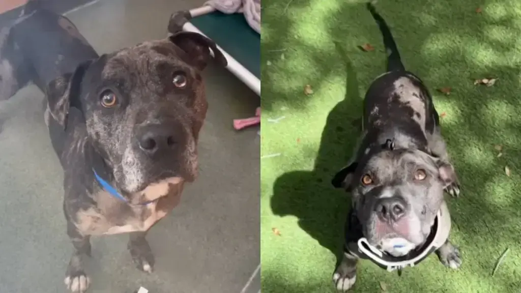 Shelter Dog Returns, Proving "Destructive" Label Wrong