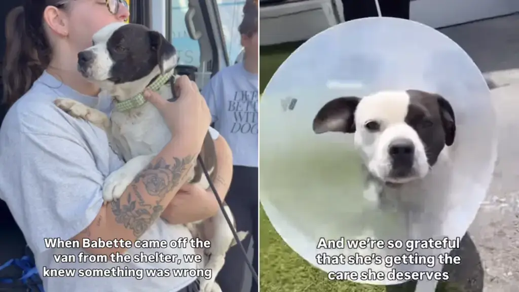 Shy Rescue Dog Finds Love