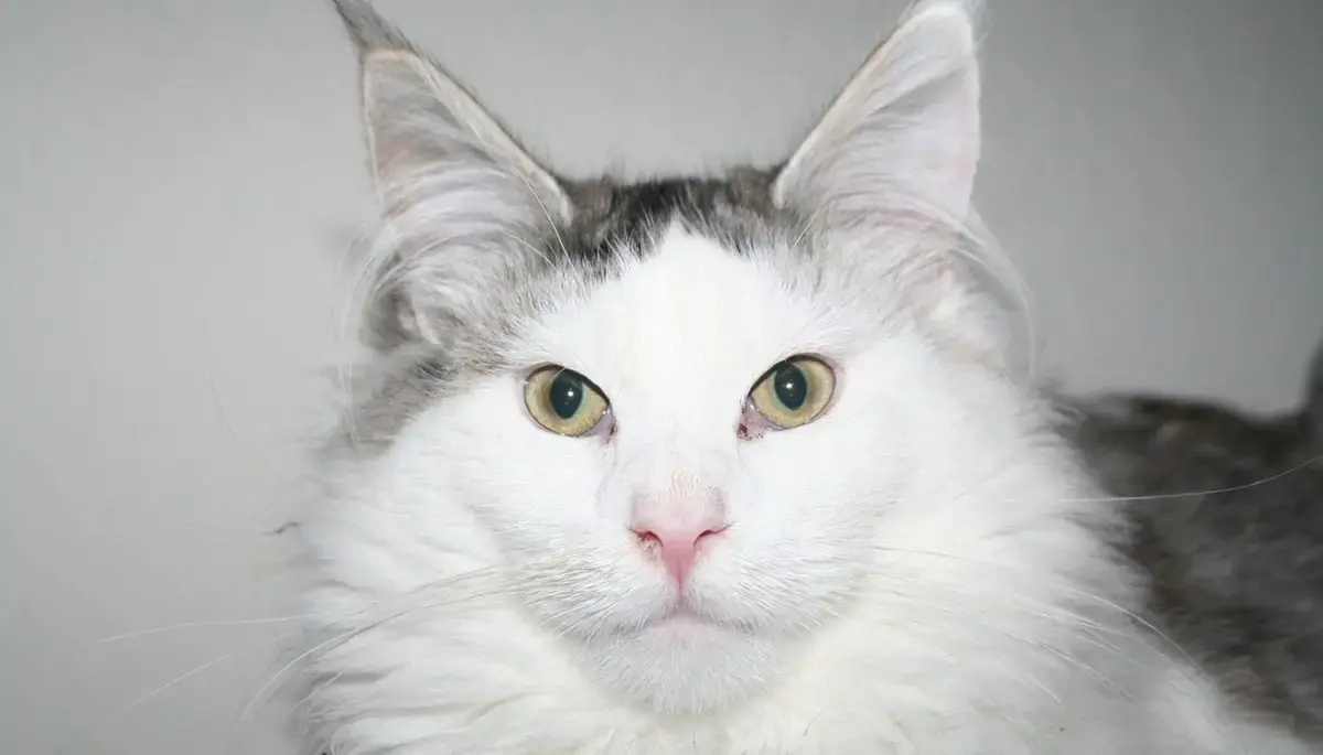 Signs Your Cat May Be in Distress: What to Look For